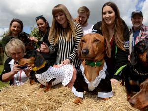 Supporting image for story: Watch: Shifnal pet hotel a paradise for pampered pooches