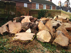 Supporting image for story: Companies fined for cutting down protected tree in Newport