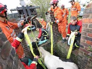 Supporting image for story: Stallion rescued from silage pit