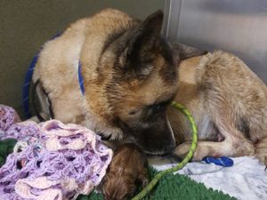 Supporting image for story: Police dogs team assist with birth and tracking down suspect in Staffordshire 