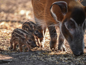 Supporting image for story: Zoos across the region prepare for summer fun