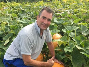 Supporting image for story: Farm prepares for first ever pumpkin crop
