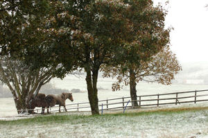 Horses take shelter near Little Wenlock