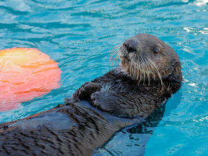 Supporting image for story: Alaskan sea otters coming to Birmingham Sea Life Centre in UK first