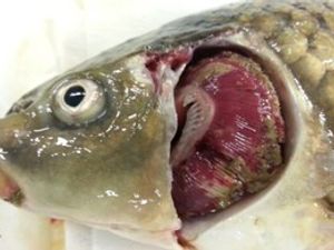 Supporting image for story: Outbreak of ‘serious viral carp disease’ confirmed at fishery near Shrewsbury