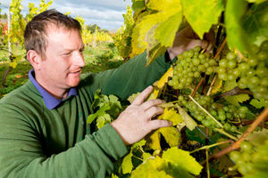 A healthy crop for MD Martin Millington as he sets about picking the grapes