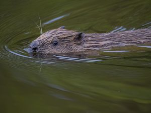 Supporting image for story: Locals invited to share views on reintroduction of beavers to Loch Ness area