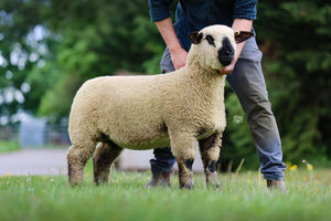 Joint top in the females at 1500gns was a ewe lamb from the Yarcombe flock.