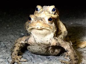 Supporting image for story: Toad patrol starts to prepare as amphibians wake from hibernation