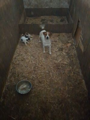 Dogs in dirty conditions.