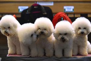 Supporting image for story: Crufts 2016: It's puppy love as pampered pooches take to the stage