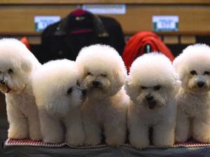 Supporting image for story: Crufts 2016: It's puppy love as pampered pooches take to the stage