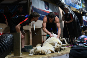Llyr Evans shearing