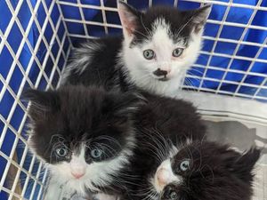 Supporting image for story: Animal abandonments soar 53 per cent in the West Midlands in three years