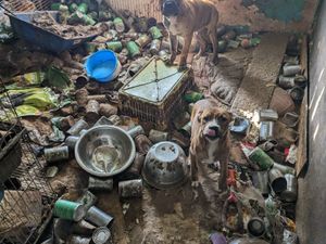 Supporting image for story: 34 animals rescued from 'horrendous' house littered with empty food cans and waste