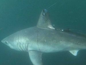 Supporting image for story: Large sharks hunting each other ‘may be more common than thought’