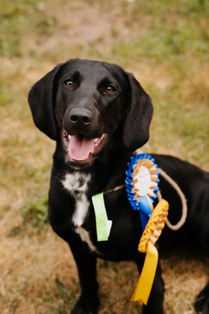 Isla who came 2nd in Best Cross Bread and 3rd Best Puppy at the Loggerheads Doggy Day Out