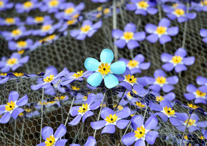 Flowers on display at Shugborough Estate