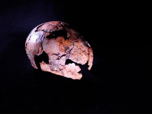 Supporting image for story: Human ancestor Homo erectus ‘at least 150,000 years older than thought’