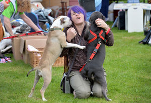 Coven-based Sunnyside kennels open day and dog show. pictured is Nikki Turner with left , Megatron and Poppy.