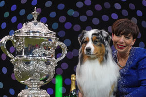 Pastoral Group winner Viking, an Australian Shepherd, co-owned by Melanie Raymond