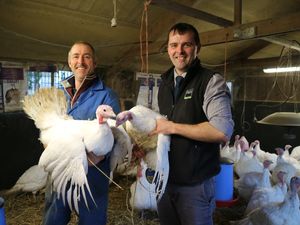 Supporting image for story: Sale will see birds go under the hammer