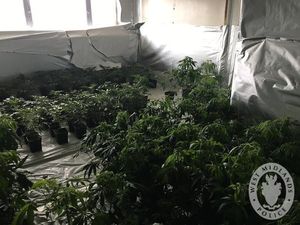 Supporting image for story: Major cannabis factory uncovered at Birmingham tower block