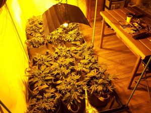 Supporting image for story: Police find small cannabis farm in Wombourne
