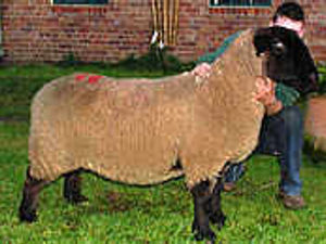 Supporting image for story: Suffolk sheep fly at sale