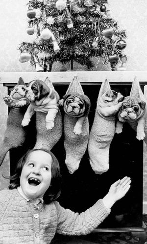 Christmas 1979 and Jane Holloway is pictured with 5 Bulldog puppies bred by her father Richard Holloway of Brierley Hill. Jane kept one for herself three went to USA and one to Canada. The value of each puppy was £350. 