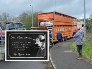 Supporting image for story: Memorial for cows - PETA hopes to honour seven animals killed in A5 crash