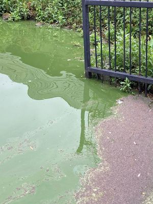 The green algae a fortnight ago