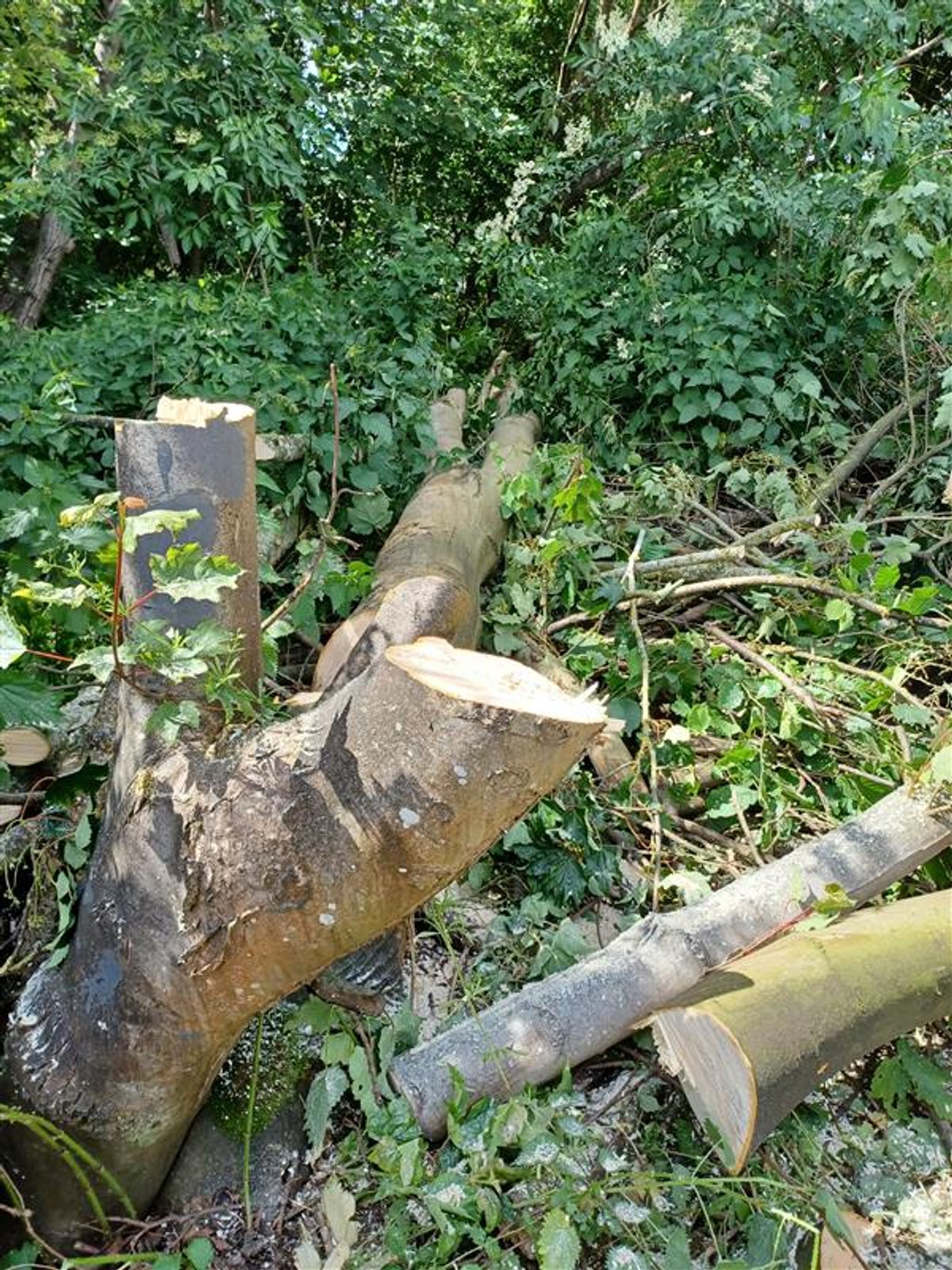 Police investigating after pair with chainsaw cut down tree near Telford hospital