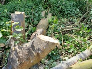 Supporting image for story: Police investigating after pair with chainsaw cut down tree near Telford hospital