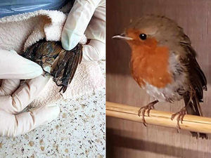 Supporting image for story: Plucky robin survives sticky ordeal at Shropshire wildlife rescue centre