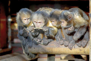 Supporting image for story: Dudley Zoo revamp has begun with capuchin enclosure