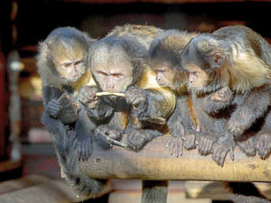 Supporting image for story: Dudley Zoo revamp has begun with capuchin enclosure