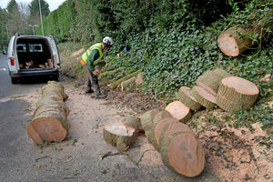 The tree has been cut into pieces by workers