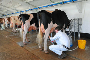 Supporting image for story: Special report: Is it doom for the Shropshire milk industry?