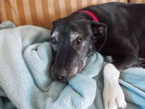 Supporting image for story: RSPCA calls for firework restrictions after reports of terrified pets 