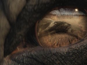 Supporting image for story: WWF’s Christmas advert has a devastating message about elephants