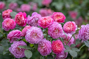 The new rose