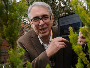 Supporting image for story: Tree of Remembrance returns with virtual memorial