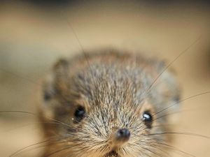 Supporting image for story: Chester Zoo celebrates baby boom - in photos