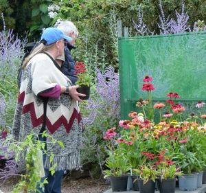 Dorothy Garden Summer Plant Hunters' Fair