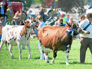 Supporting image for story: Farming Talk: Record entries and turn-out at one-day show
