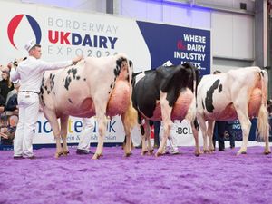Supporting image for story: Borderway UK Dairy Expo 2025 set to showcase top dairy genetics and future industry talent