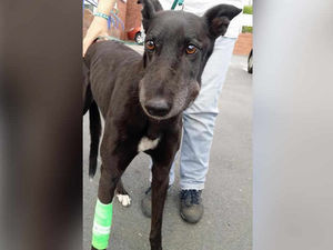 Supporting image for story: Warning after greyhound bitten by snake at beauty spot