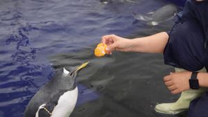 Baby penguin at the National Sea Life Centre Birmingham