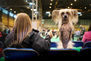 Supporting image for story: Crufts 2017: Toy and Utility breeds take over Birmingham's NEC - in pictures